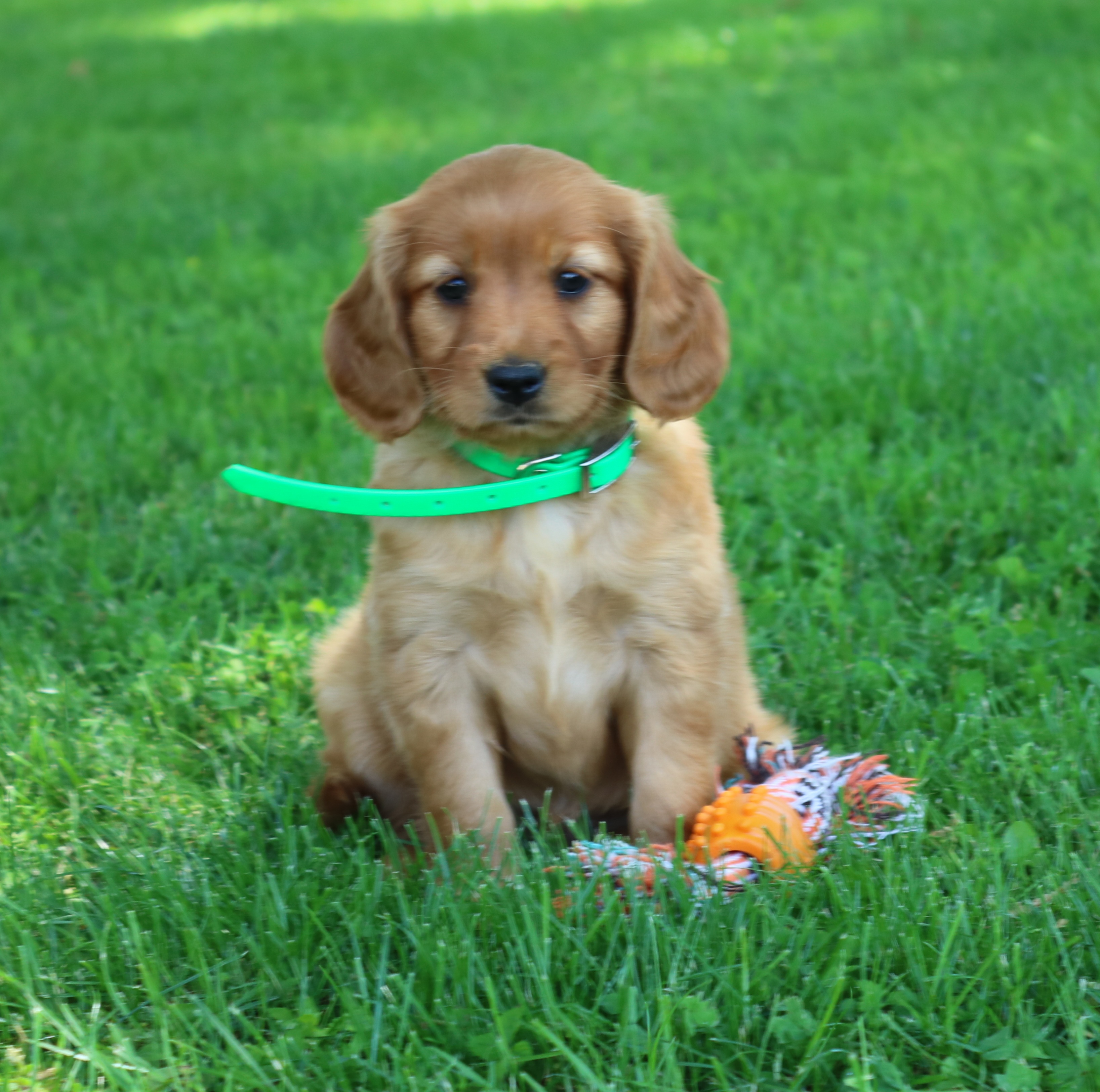 puppy, for, sale, Mini Golden Retriever, Ivan J. Stoltzfus, dog, breeder, Gordonville, PA, dog-breeder, puppy-for-sale, forsale, nearby, find, puppyfind, locator, puppylocator, aca